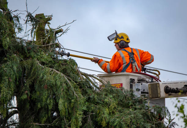 Reliable Commercial Point, OH Tree Services Solutions