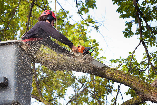 How Our Tree Care Process Works  in  Commercial Point, OH